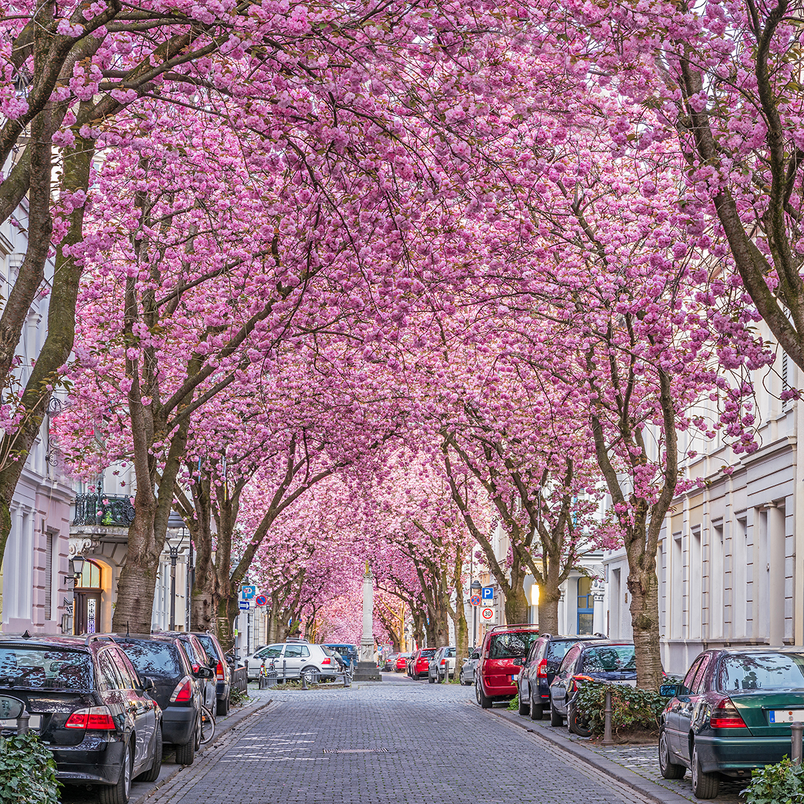 Eathappy-Bonn-Kirschbluete-1140x1140px